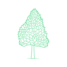 Plants Cypresses Arizona Cypress Tracing Svg Vector, Free Vectors File